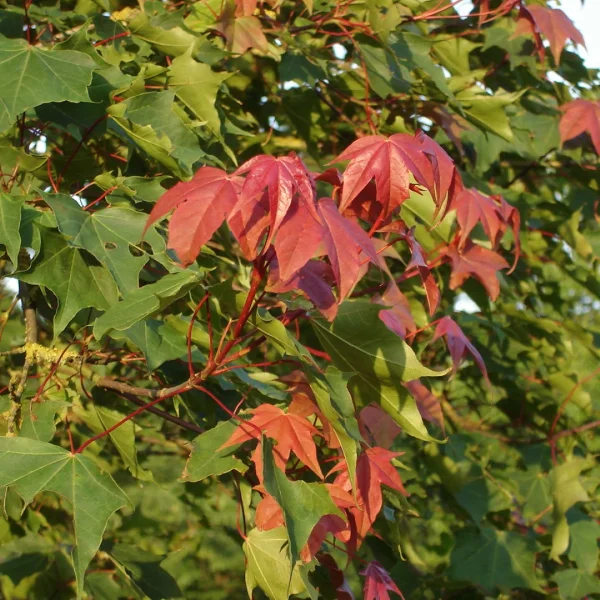 Acer cappadocicum var. tricaudatum – Aceraceae