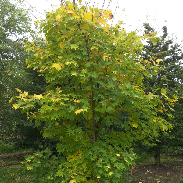 Acer cappadocicum 'Aureum' – Aceraceae