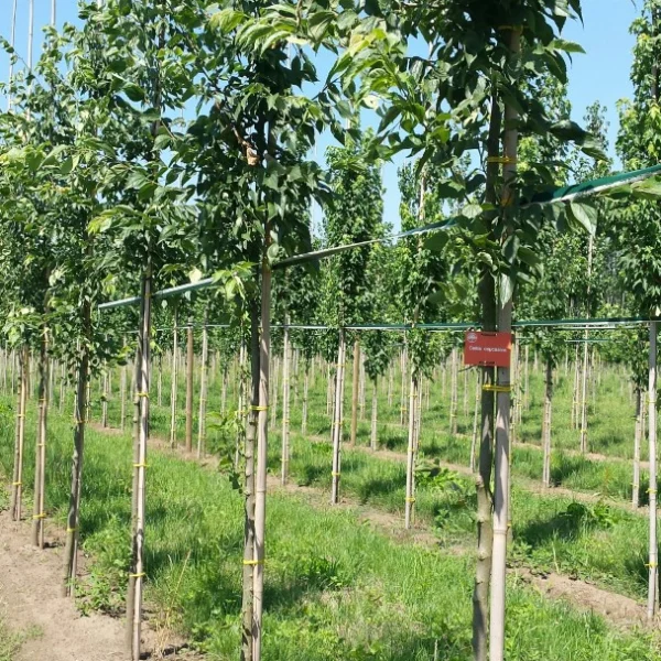 Celtis caucasica – Ulmaceae