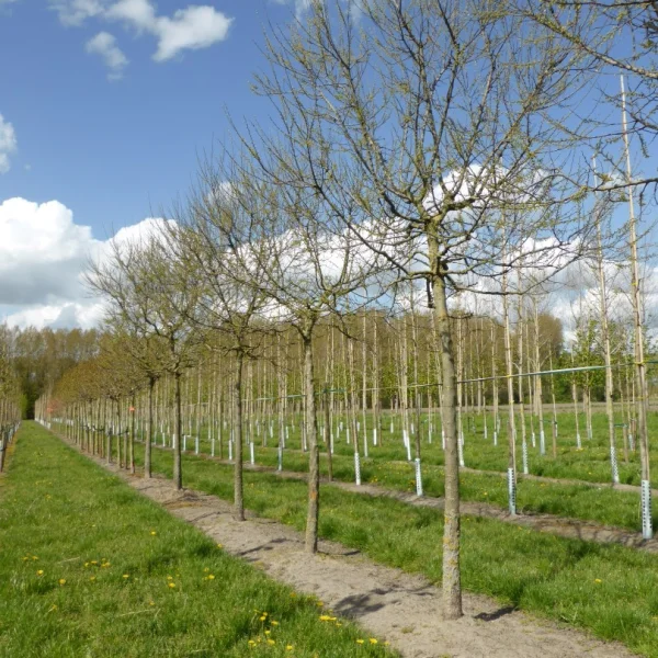 Celtis occidentalis 'Globosa' – Ulmaceae