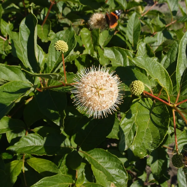 Cephalanthus occidentalis – Rubiaceae