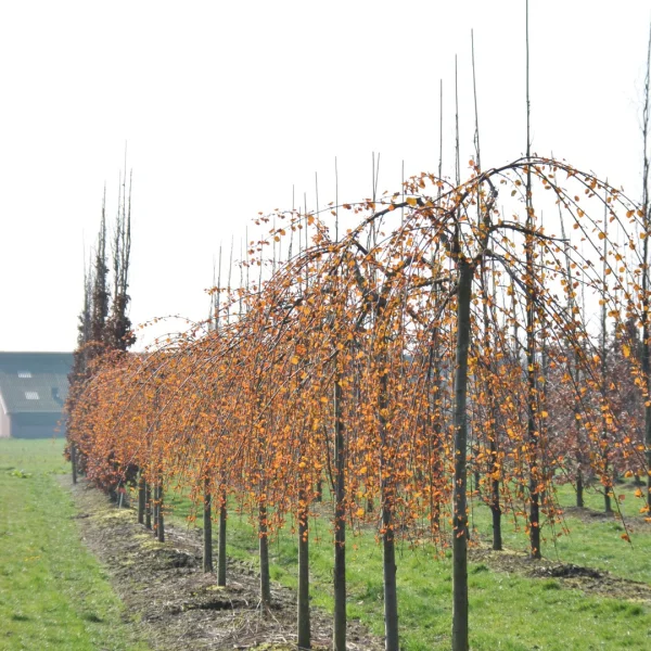 Cercidiphyllum japonicum 'Amazing Grace' – Cercidiphyllaceae
