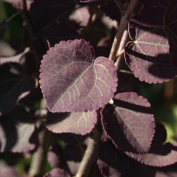 Cercidiphyllum japonicum 'Rotfuchs' – Cercidiphyllaceae