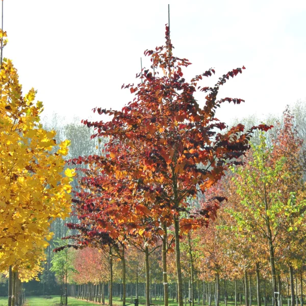 Cercis canadensis 'Forest Pansy' – Caesalpiniaceae