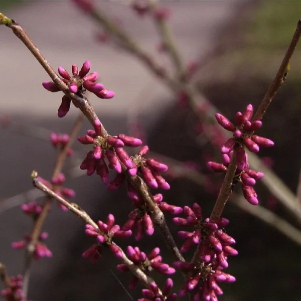 Cercis chinensis – Caesalpiniaceae
