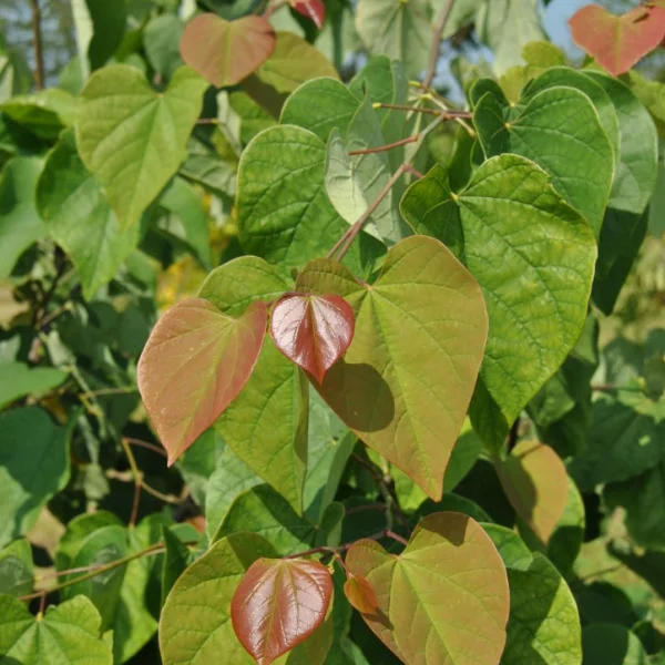 Cercis chinensis 'Avondale' – Caesalpiniaceae