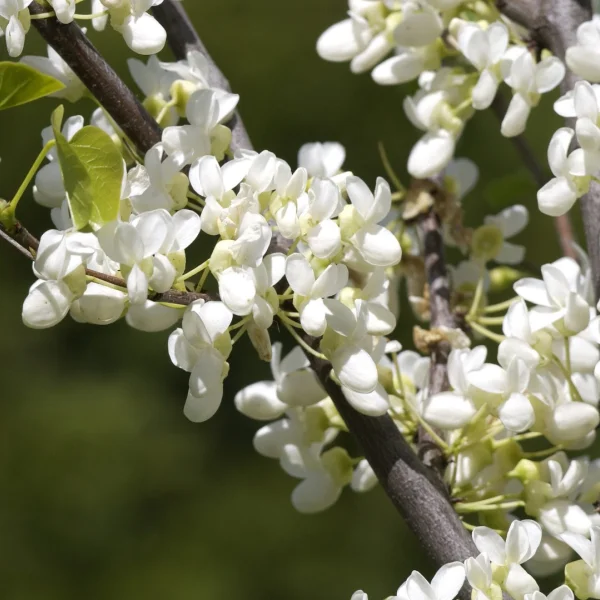Cercis siliquastrum 'Alba' – Caesalpiniaceae