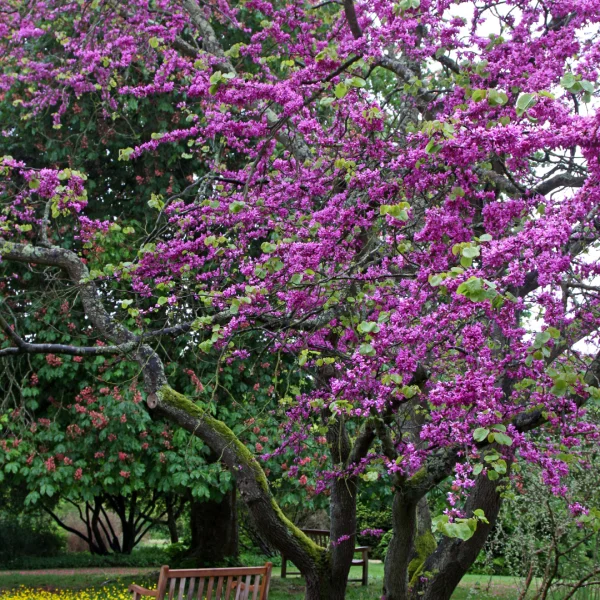 Cercis siliquastrum 'Bodnant' – Caesalpiniaceae