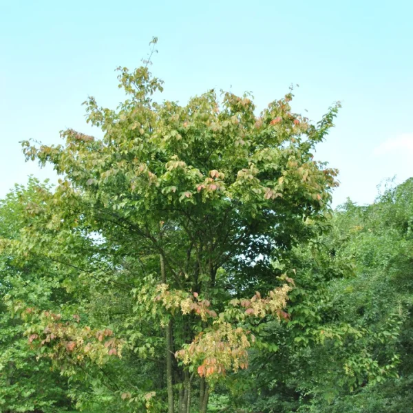 Acer henryi – Aceraceae