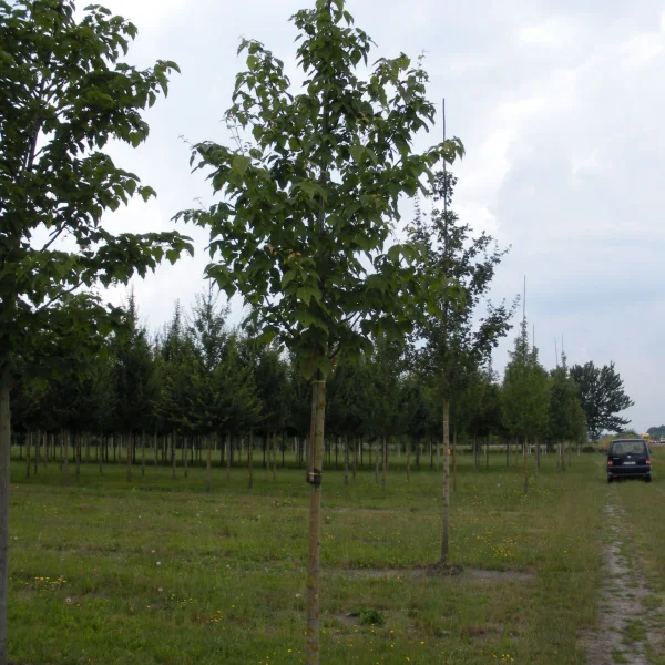 Acer davidii – Sapindaceae