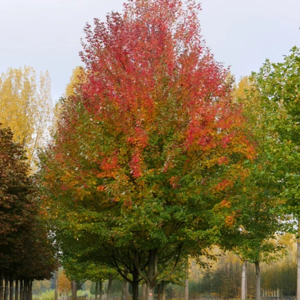 Acer ×freemanii 'Armstrong' – Aceraceae