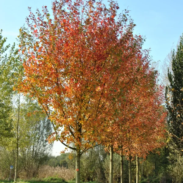 Acer ×freemanii AUTUMN BLAZE ('Jeffersred') – Aceraceae