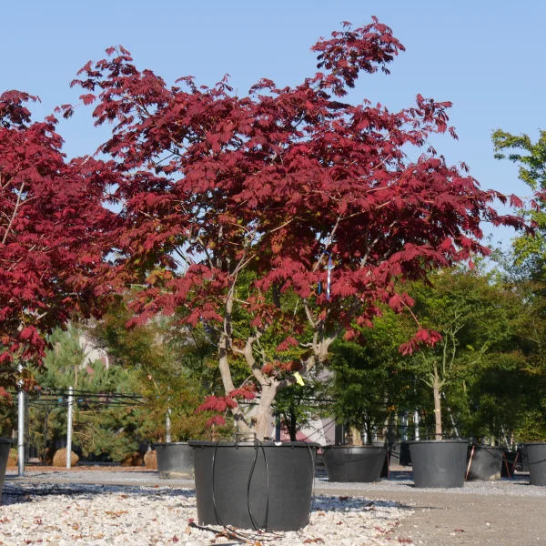 Acer japonicum 'Aconitifolium' – Aceraceae