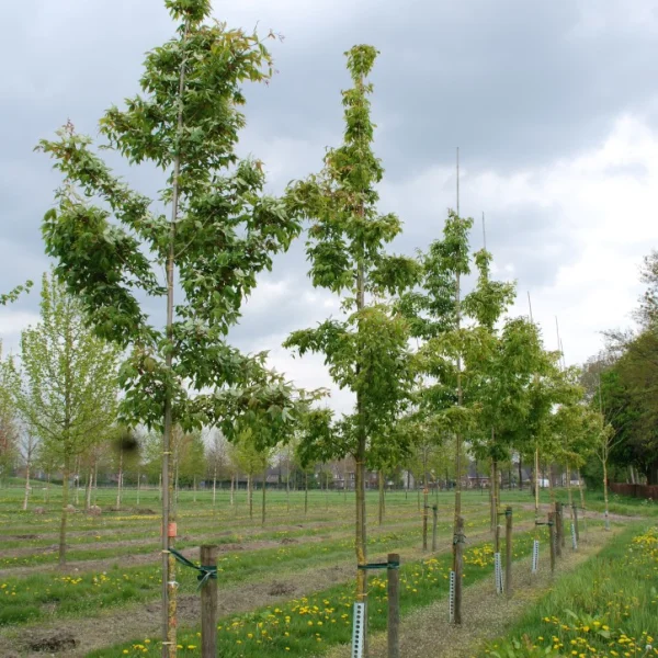 Acer mandschuricum – Aceraceae