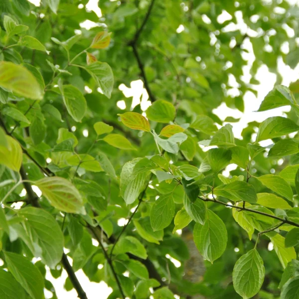 Cornus asperifolia var. drummondii – Cornaceae