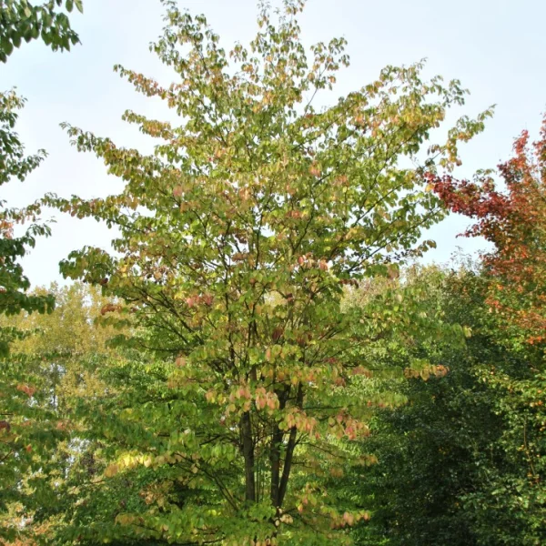 Cornus controversa – Cornaceae