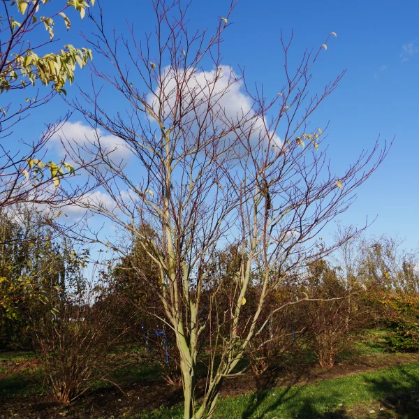 Cornus controversa 'Pagoda' – Cornaceae