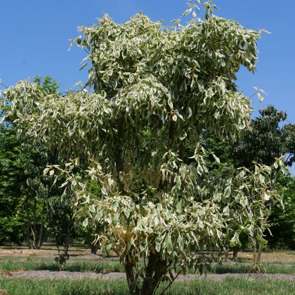 Cornus controversa 'Variegata' – Cornaceae
