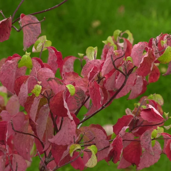 Cornus florida – Cornaceae
