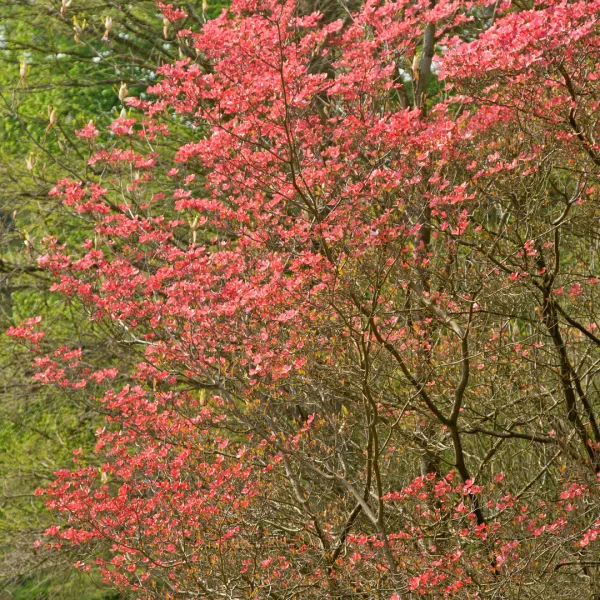 Cornus florida 'Cherokee Brave' – Cornaceae