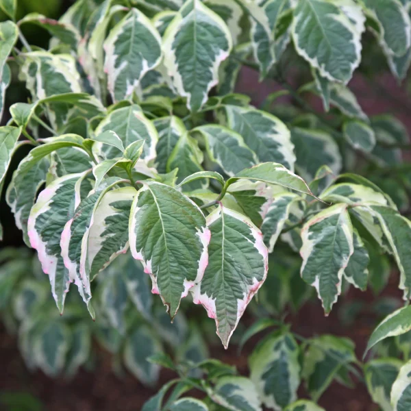 Cornus florida CHEROKEE DAYBREAK ('Daybreak') – Cornaceae