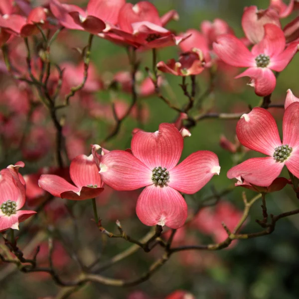 Cornus florida 'Cherokee Chief' – Cornaceae