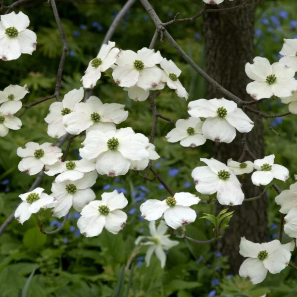 Cornus florida 'Cloud Nine' – Cornaceae