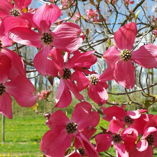 Cornus florida 'Red Giant' – Cornaceae