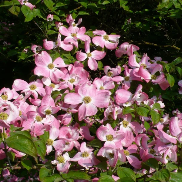 Cornus florida 'Sweetwater' – Cornaceae