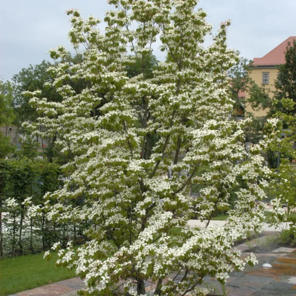 Cornus kousa var. chinensis – Cornaceae