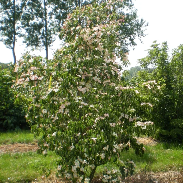 Cornus kousa 'Julian' – Cornaceae