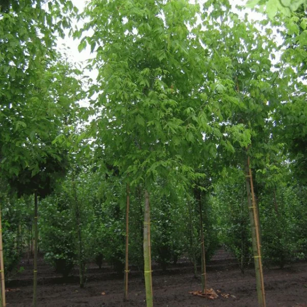 Acer negundo – Aceraceae