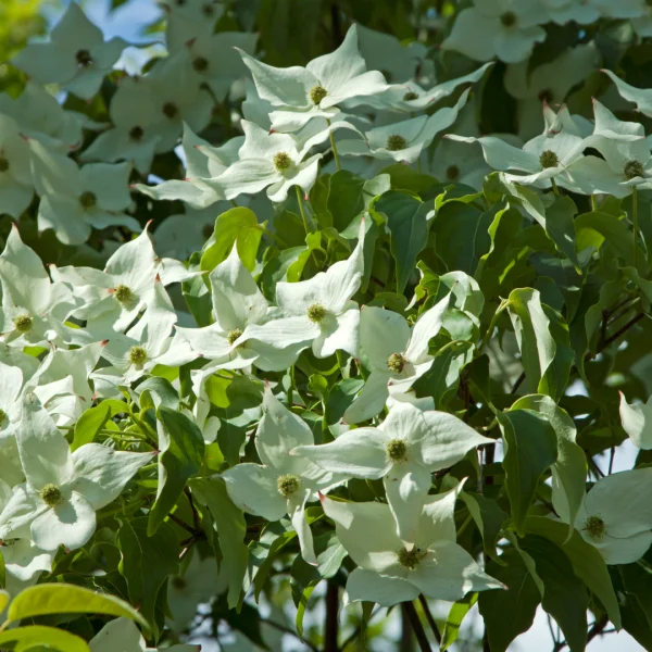 Cornus kousa 'Milky Way' – Cornaceae