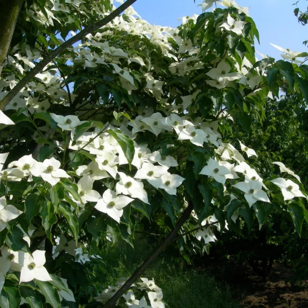 Cornus kousa 'National' – Cornaceae