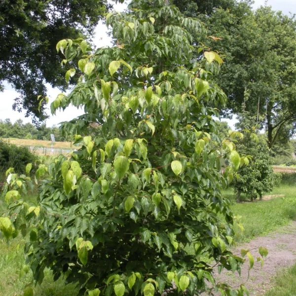 Cornus RUTH ELLEN 'Rutlan' – Cornaceae