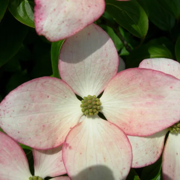 Cornus kousa 'Satomi' – Cornaceae