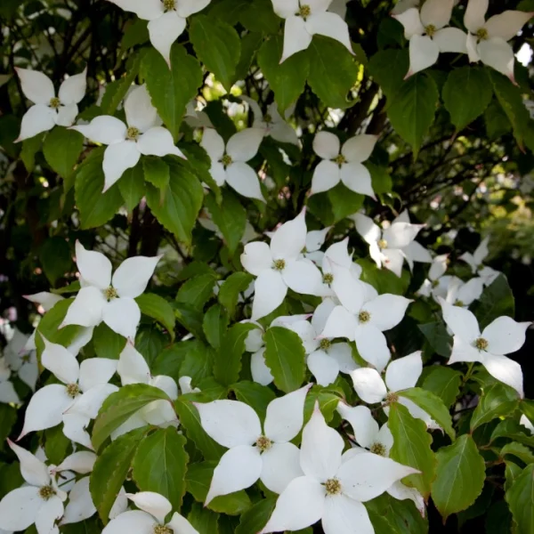 Cornus kousa 'Summer Stars' – Cornaceae