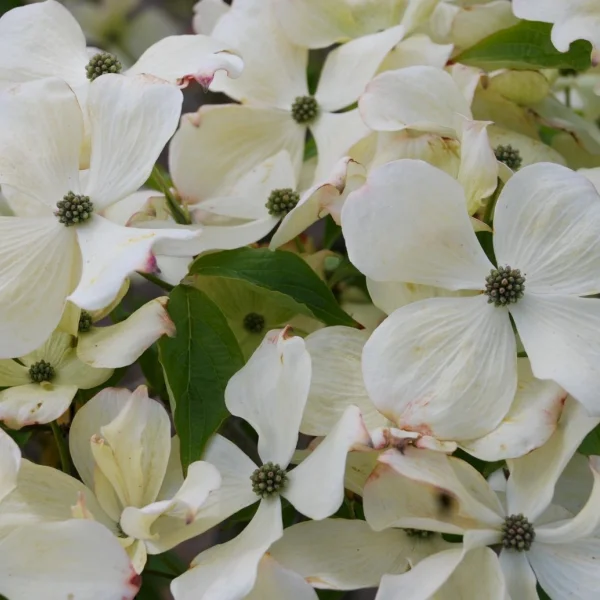 Cornus kousa 'Teutonia' – Cornaceae