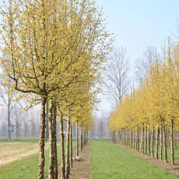 Cornus mas – Cornaceae