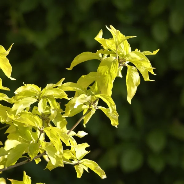 Cornus mas 'Aurea' – Cornaceae