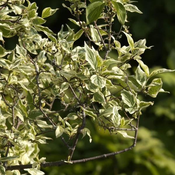 Cornus mas 'Variegata' – Cornaceae