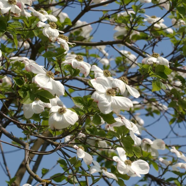 Cornus nuttallii – Cornaceae