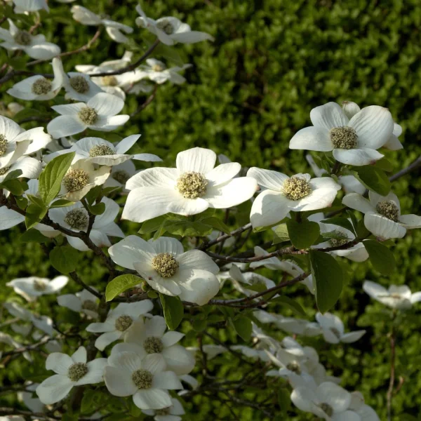 Cornus nuttallii 'Monarch' – Cornaceae
