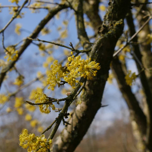 Cornus officinalis 'Robin's Pride' – Cornaceae