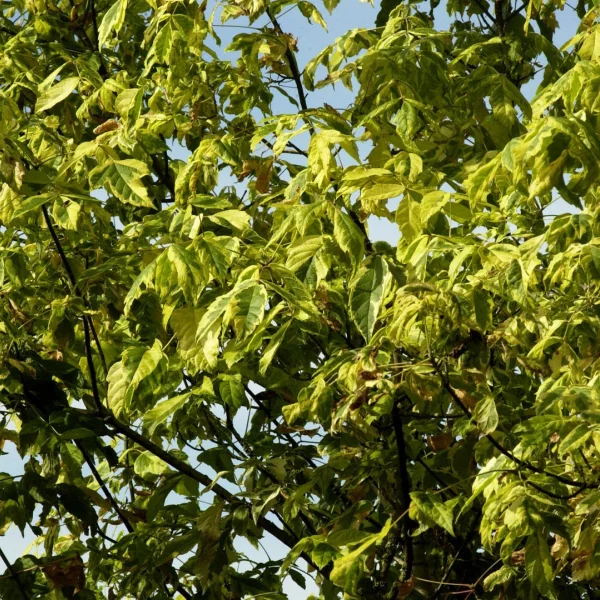 Acer negundo 'Aureomarginatum' – Aceraceae