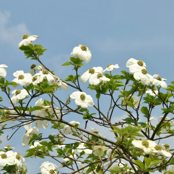 Cornus 'Ascona' – Cornaceae