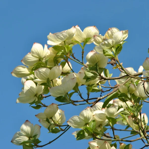 Cornus 'Eddie's White Wonder' – Cornaceae