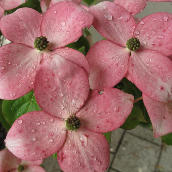 Cornus STELLAR PINK ('Rutgan') – Cornaceae