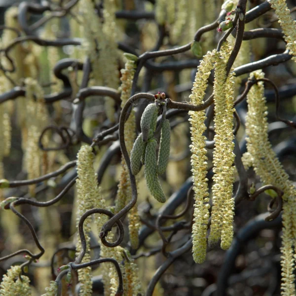 Corylus avellana 'Contorta' – Betulaceae