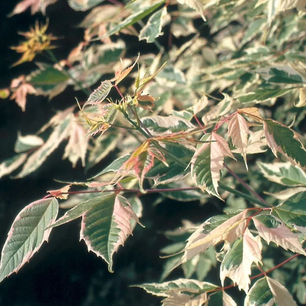 Acer negundo 'Flamingo' – Aceraceae